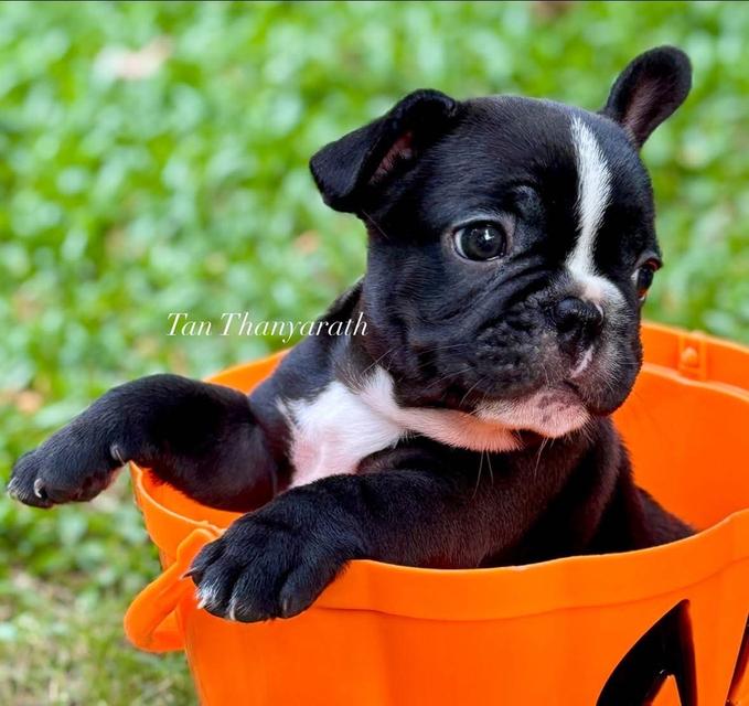 เฟรนบลูด็อก ด.ช. อายุ 45 วัน พร้อมย้ายบ้าน