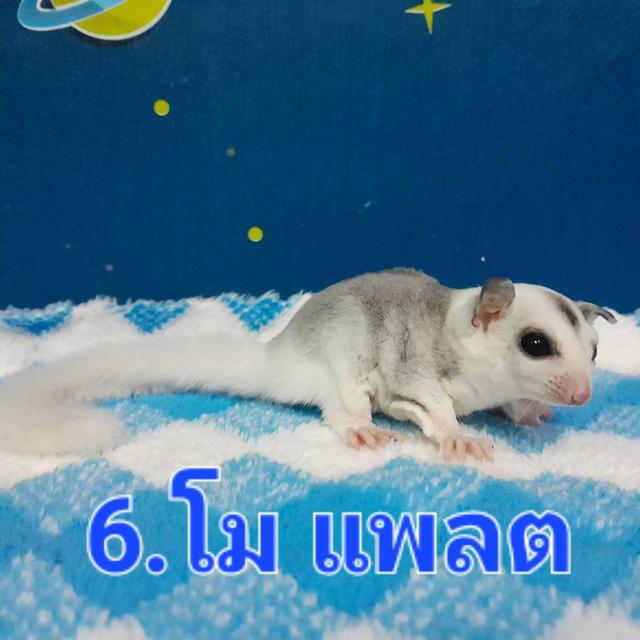 ชูก้า ไกลเดอร์ สีต่างๆ 11