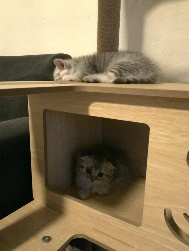 น้องแมวสกอตติชแท้ เจ้าของเลี้ยงเอง หาบ้านให้น้อง ขอค่าเทอมนิดเดียว รูปที่ 8