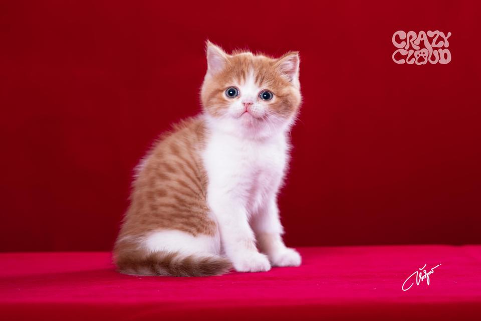 SCOTTISH FOLD หูตั้ง 💗♂︎ Male 1