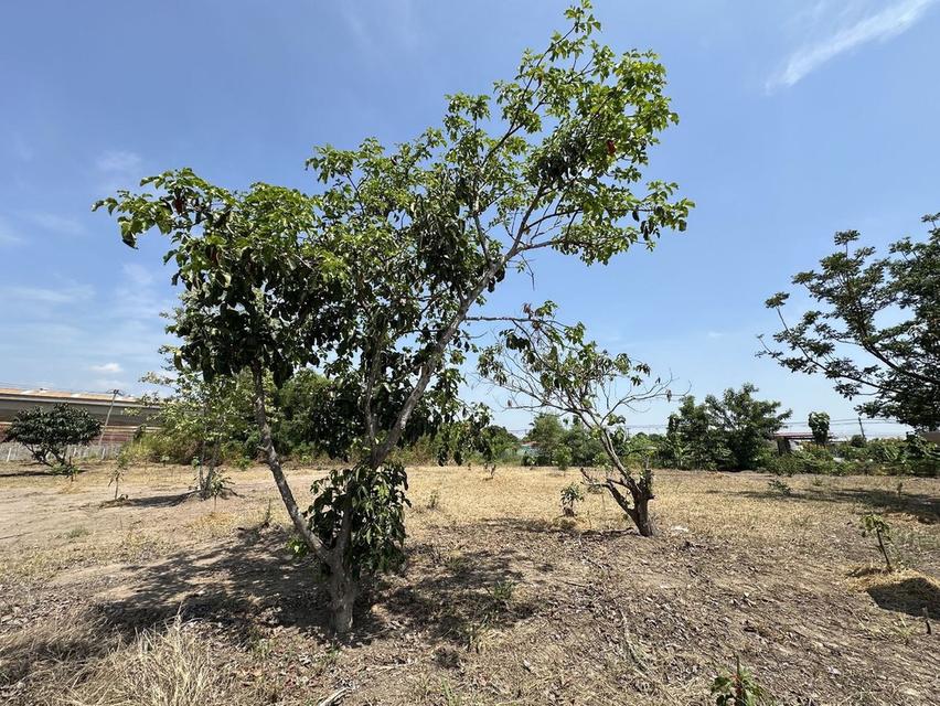 ขายที่ดิน 1 ไร่ 3 งาน ถมแล้ว ที่สวย บรรยากาศดี ร่มรื่น เงียบสงบ  ปลอดภัย ใกล้แหล่งท่องเที่ยว 6