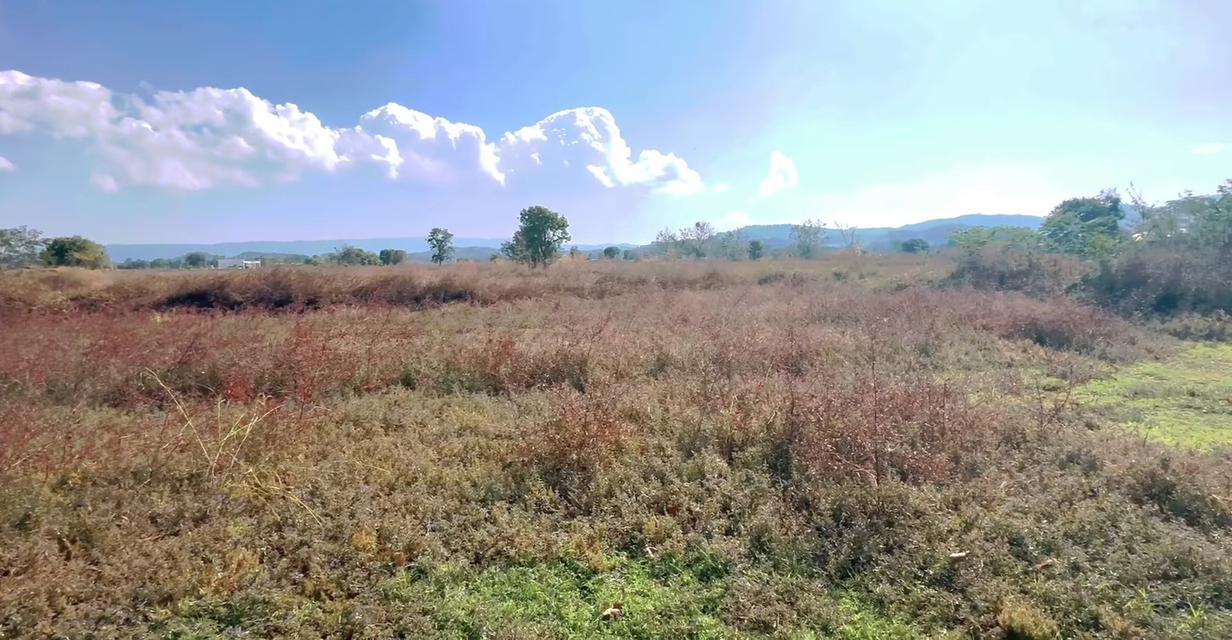 ที่ดิน 6 ไร่ อ.เมือง จ.เชียงราย 4