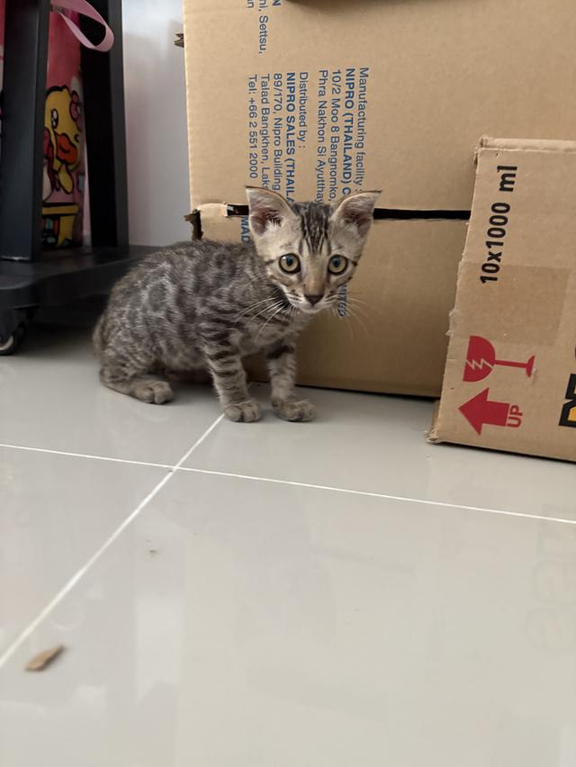 แบ่งปัน เบงกอล ผู้ 2 เดือน spotted