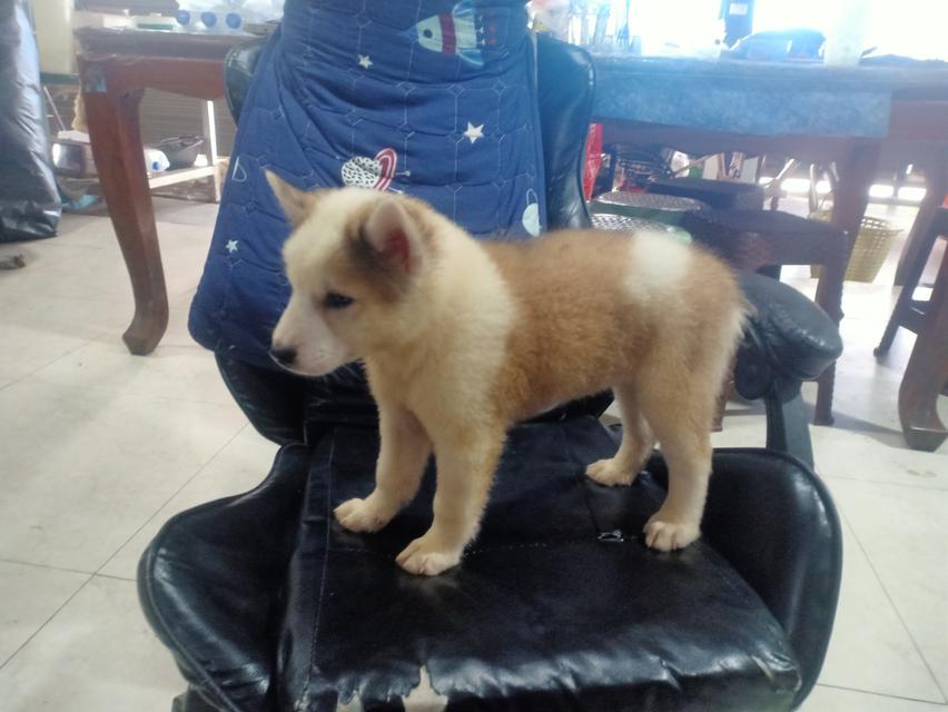 ลูกหมาบางแก้วแท้