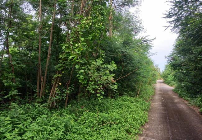 ขายที่ดิน ลำลูกกา คลอง 9 หมู่บ้านสวนเก้าพัฒนา เนื้อที่ 70.2 ตร.ว. ถมแล้ว 7