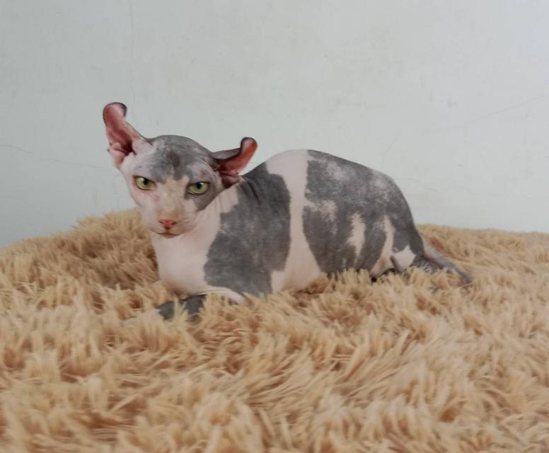 11.แมวเอลฟ์/เพศเมีย หาบ้าน Elf Cat/Female looking for a new home