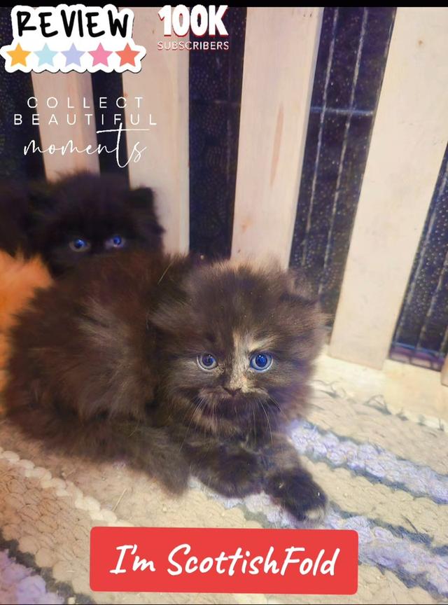 เปิดจองลูกแมวสก็อตติชโฟลด์ 3