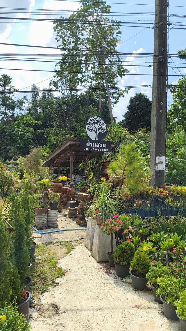 ที่ดินพร้อนร้านไม้ดอกไม้ประดับมีบ้านในที่ดิน 3