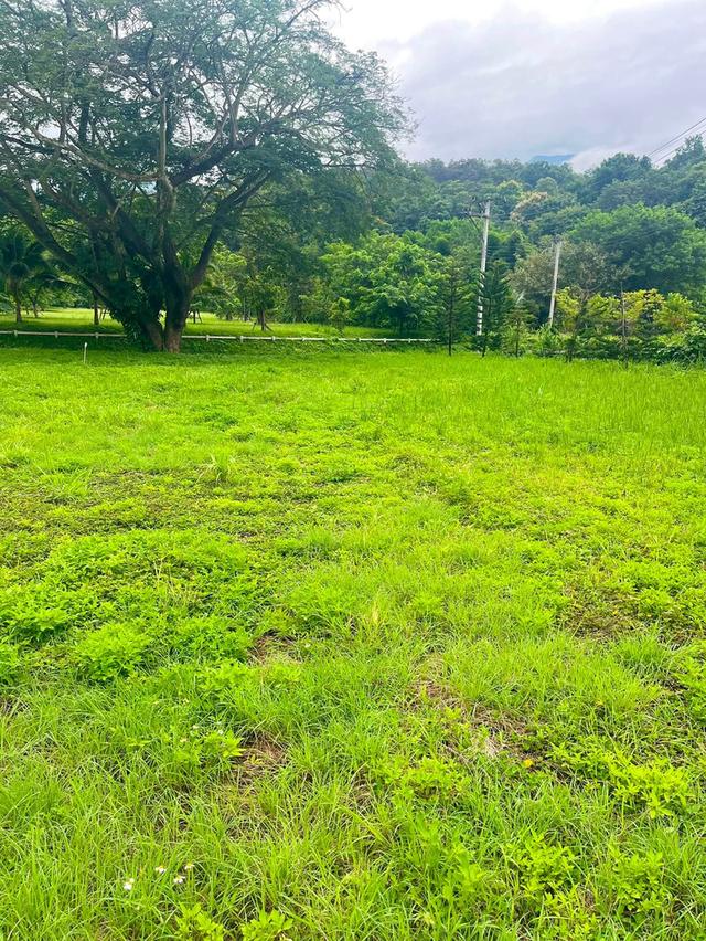📣🏡 ที่ดินวิวดอย #บ้านปง อ.หางดง เชียงใหม่ 20