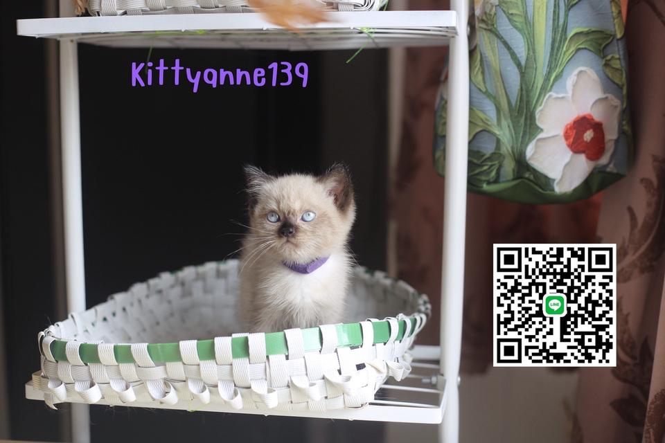 น้องแมวลูกครึ่งสก็อตติชเปอร์เซีย 18