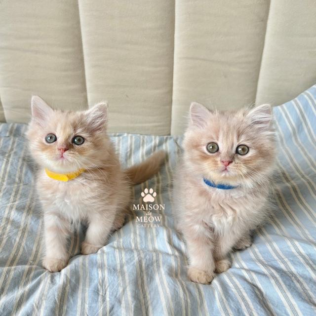 ❌🏠 ได้บ้านแล้ว เปอร์เซีย ดช สีครีมล้วน