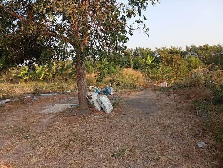 ขายที่ดินพร้อมพืชพันธุ์ 5