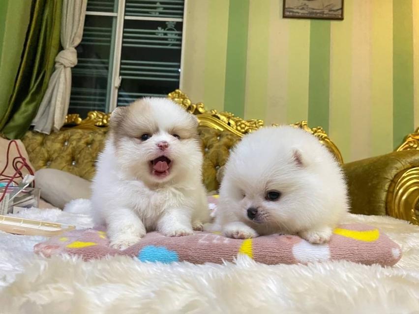 ลูกปอมแท้ อ้วนกลมหมี เตี้ยสั้น ขนแน่นฟูทรงสวย พร้อมย้ายบ้านค่ะ