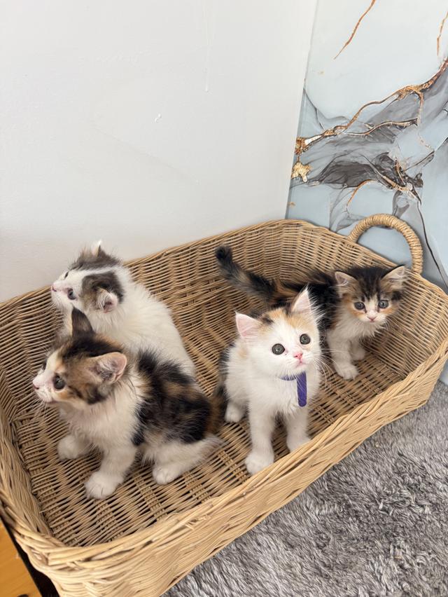 ลูกแมวพันธุ์สก๊อตติชแท้ รูปที่ 6