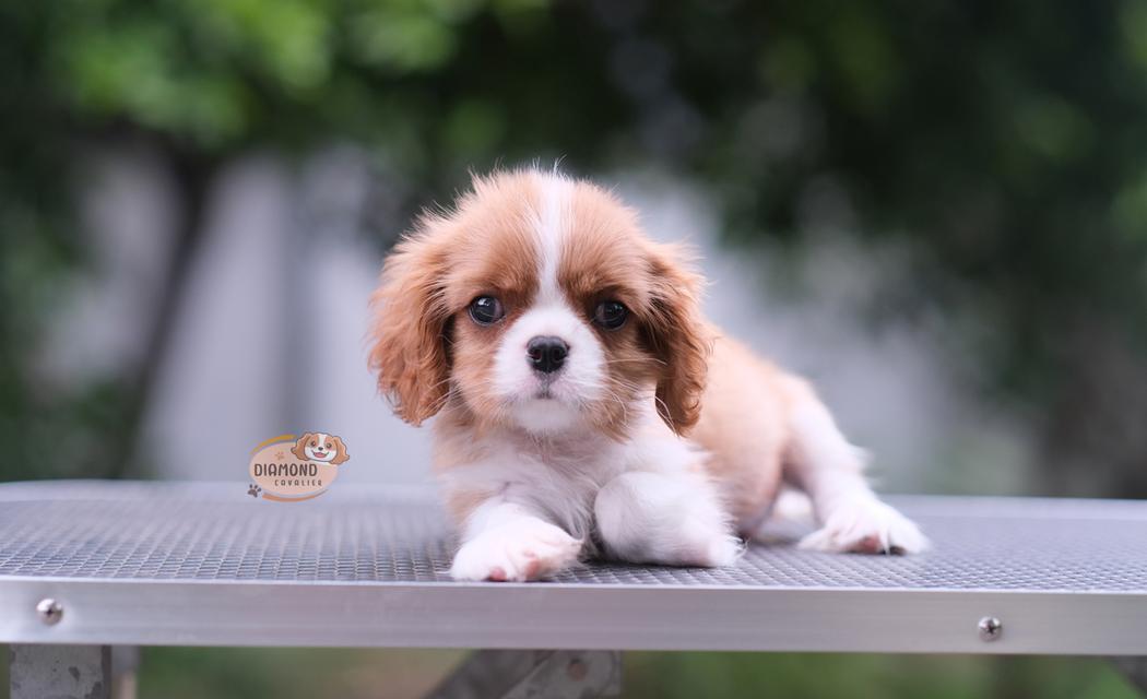 ลูกคาวาเลียร์ เพศผู้ ลูกพ่อไทยแชมป์