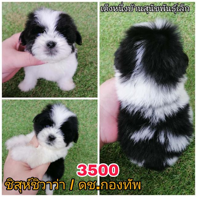 ชิสุห์ผสมปอม พุดเดิ้ล ชิวาว่า พร้อมย้าย 2