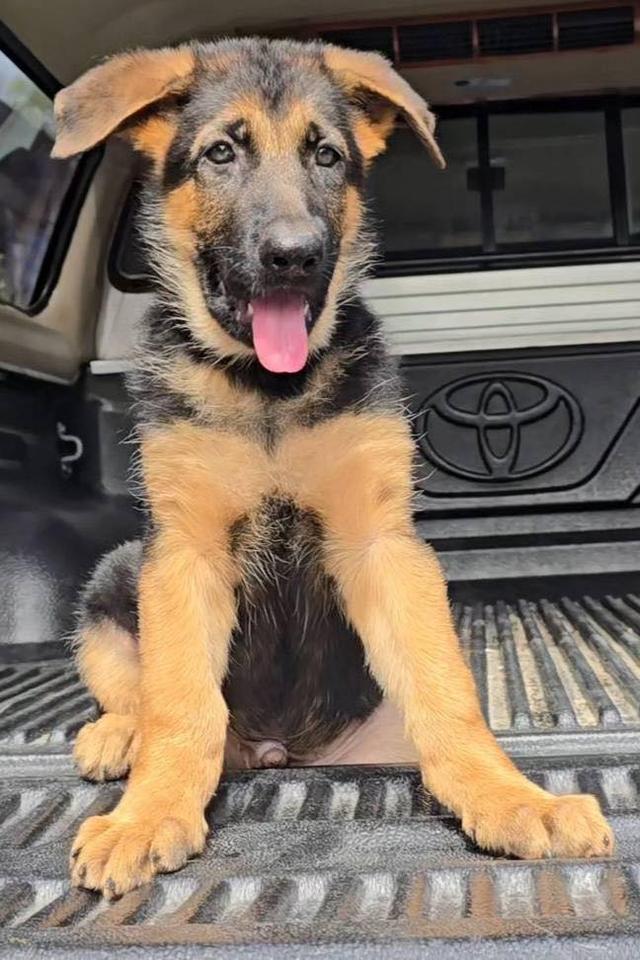 German Shepherd Puppies for sale