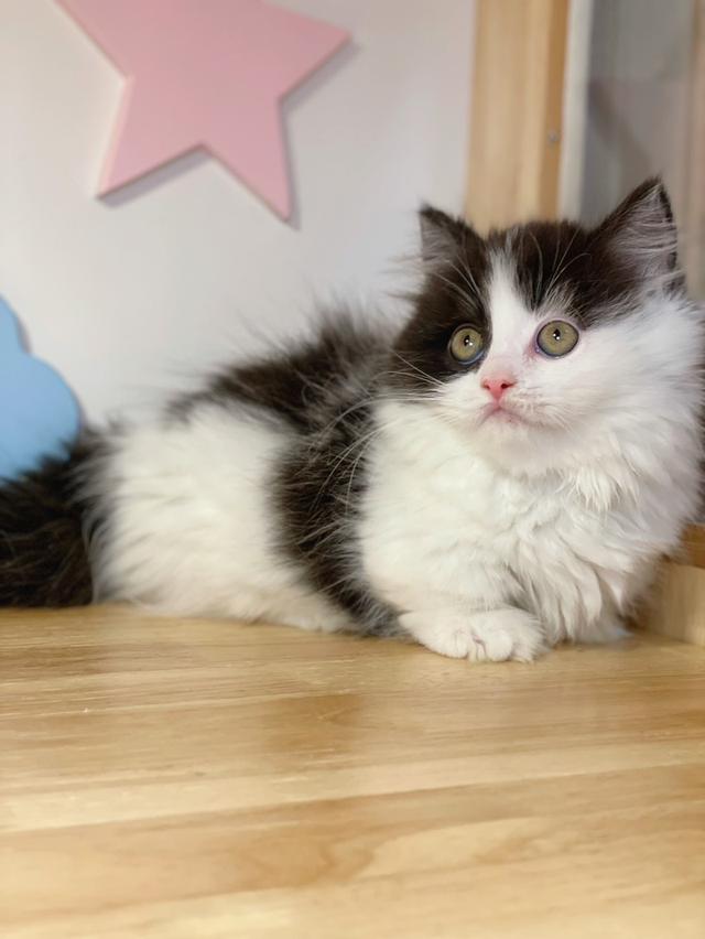 มันช์กิ้นขาสั้นพร้อมย้าย รูปที่ 3