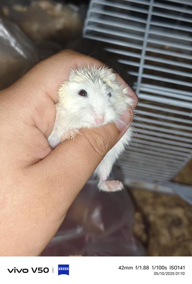 hamster robo