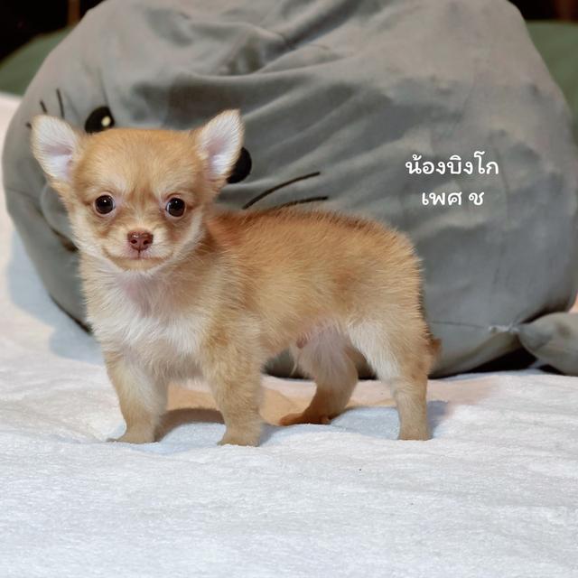 Chihuahuaไซส์จิ๋วหนุ่มหล่อ
