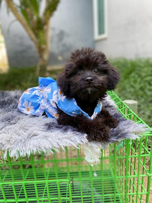 พุดเดิ้ลผสมชิสุห์ น่ารัก คนสุดท้ายย