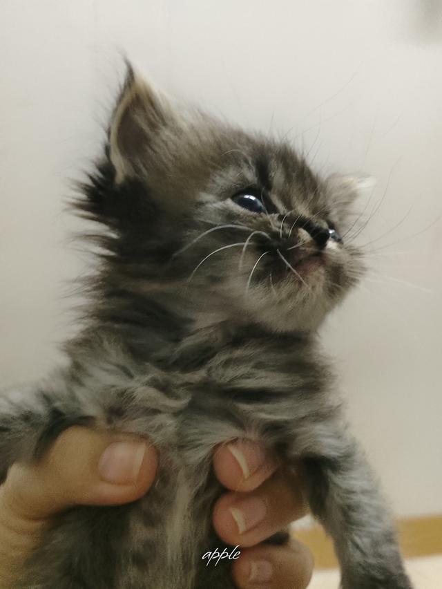 แมว พันธุ์เปอร์เซีย ราคาเบาๆ