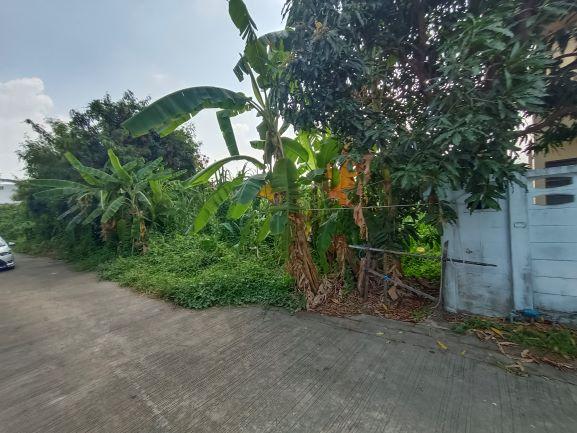 ขายที่ดิน 61 ตารางวา ซอยบางเลน 27 ตำบลบางเลน อำเภอบางใหญ่ นนทบุรี 1