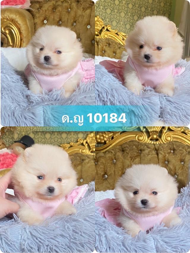 ลูกปอมปอมแท้ น่ารัก สีสวย อ้วนกลมหมี พร้อมย้ายบ้านค่ะ รูปย่อยที่ 2