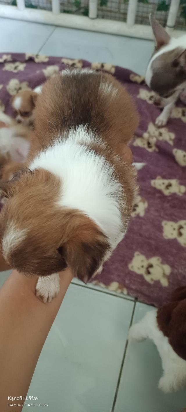 ลูกสุนัขชิวาวา 6