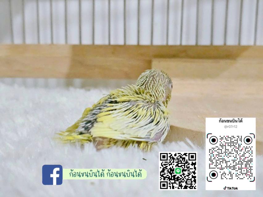 ฟอพัสอเมกันเยลโล่