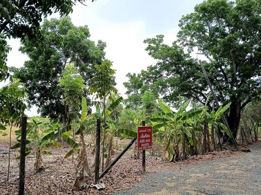 ขายที่ดินติดถนนลำลูกกา คลอง13 7