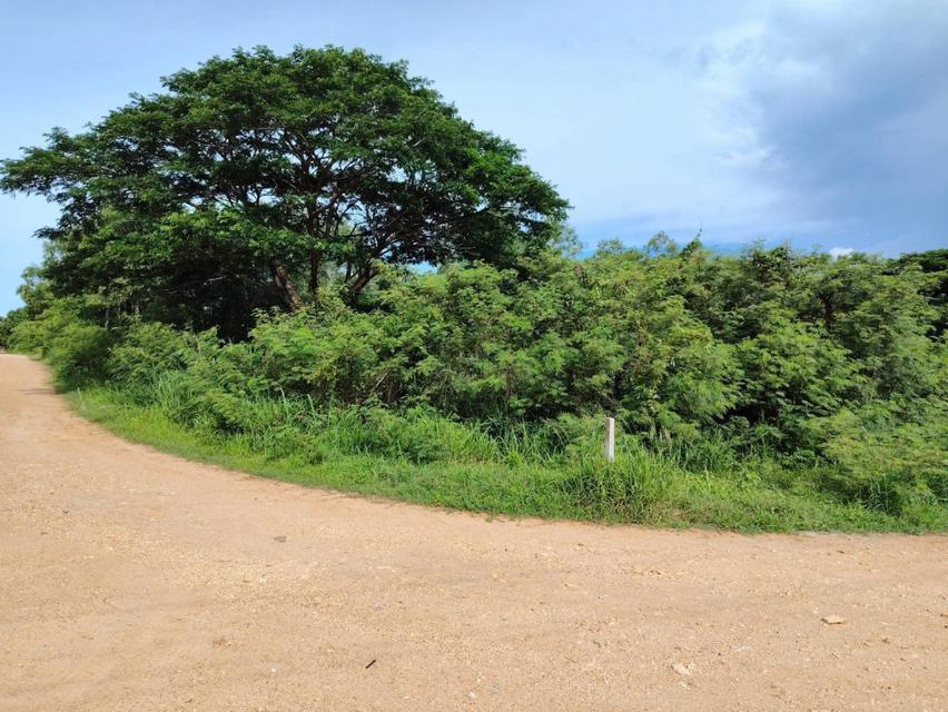 ขายที่ดินประจวบคีรีขันธ์ 1 ไร่ 0 งาน 60 ตร.ว. ใกล้โรงเรียนนานาชาติหัวหิน 3
