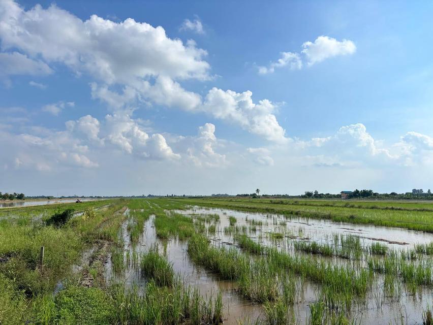 ขายที่ดินดอนเกาะกา 2 ไร่ คลอง21 ติดถนนลาดยางใกล้ถนน5006-1.2กม. อ.บางน้ำเปรี้ยว ฉะเชิงเทรา 4