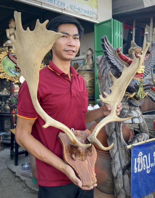 เขากวางแขวนผนัง เขากวางตกแต่งสถานที่ เขากวางเฟลโลว์ เขากวางแท้ 3