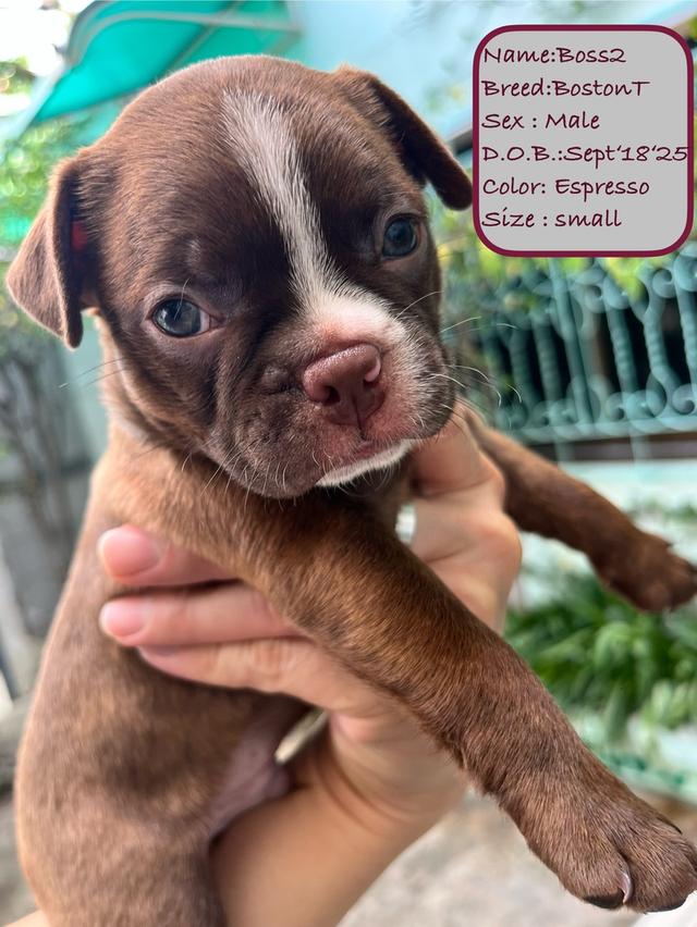 บอสตันเทอร์เรียร์