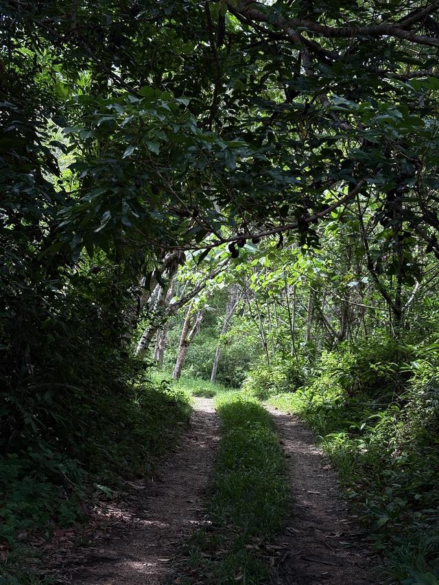 ขายที่ดิน 49 ไร่ ใกล้เมืองเบตง กม.6 สวนทุเรียน + ยางพารา + น้ำลำธารตลอดปี 💦🌳