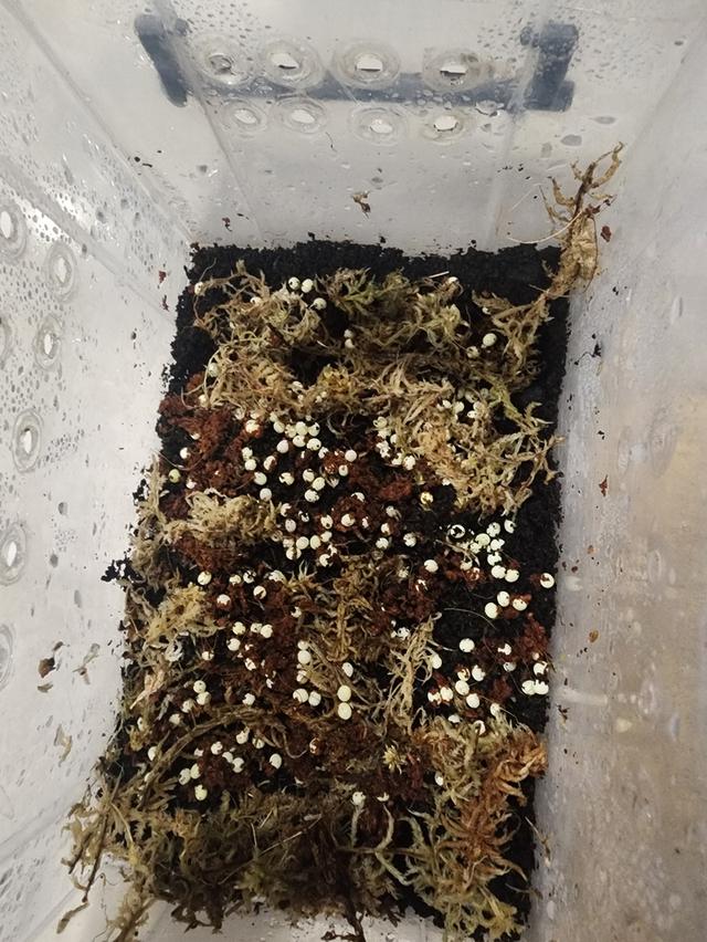 สัตว์เลี้ยงอื่นๆหอยทากเจดาสซี่