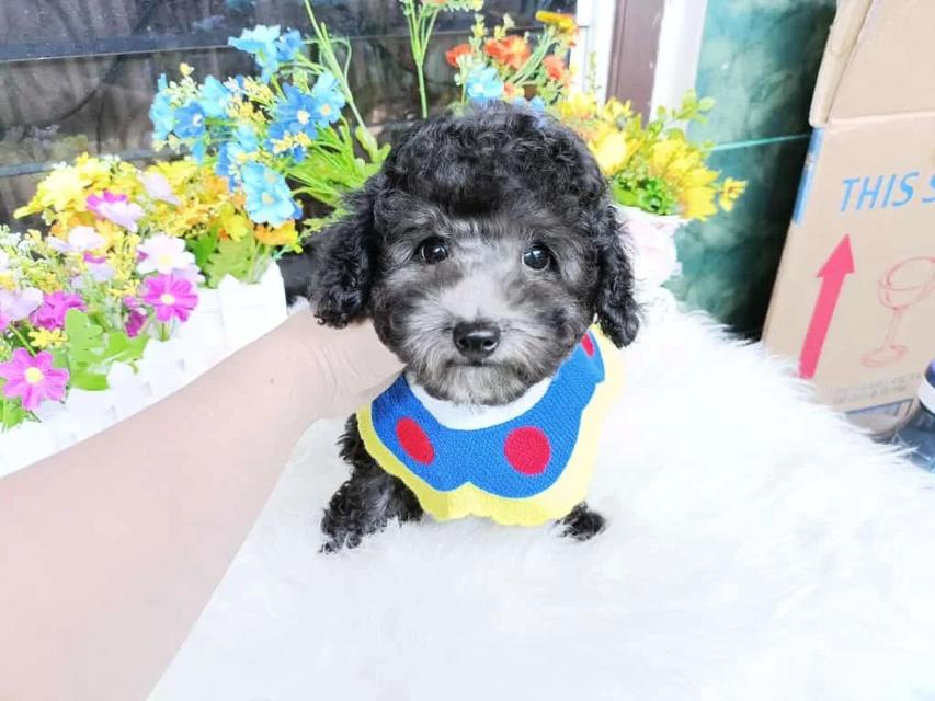 Poodle puppies here for Sale รูปที่ 2