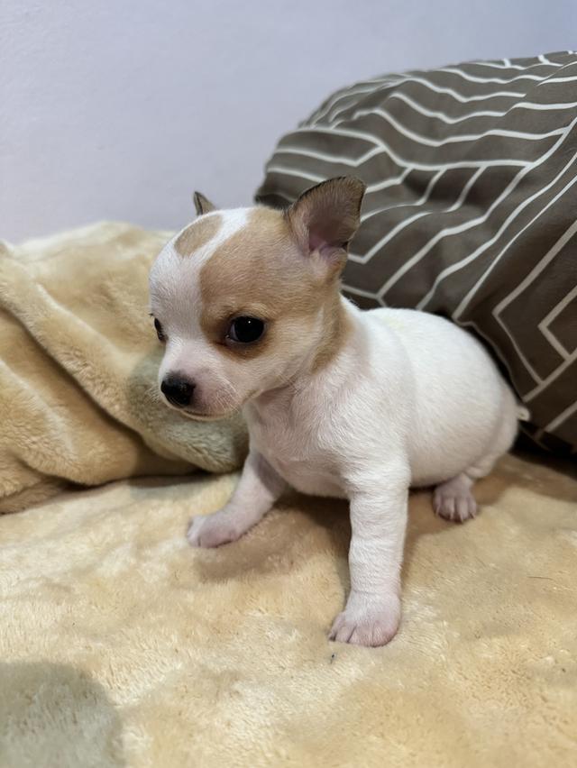 สุนัขชิวาว่าอายุ1เดือน รูปที่ 3