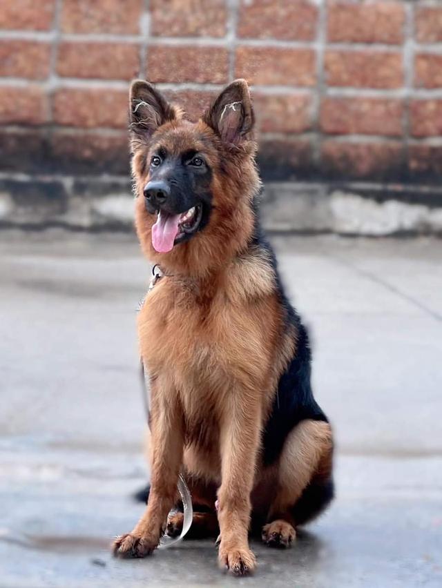 German Shepher 3