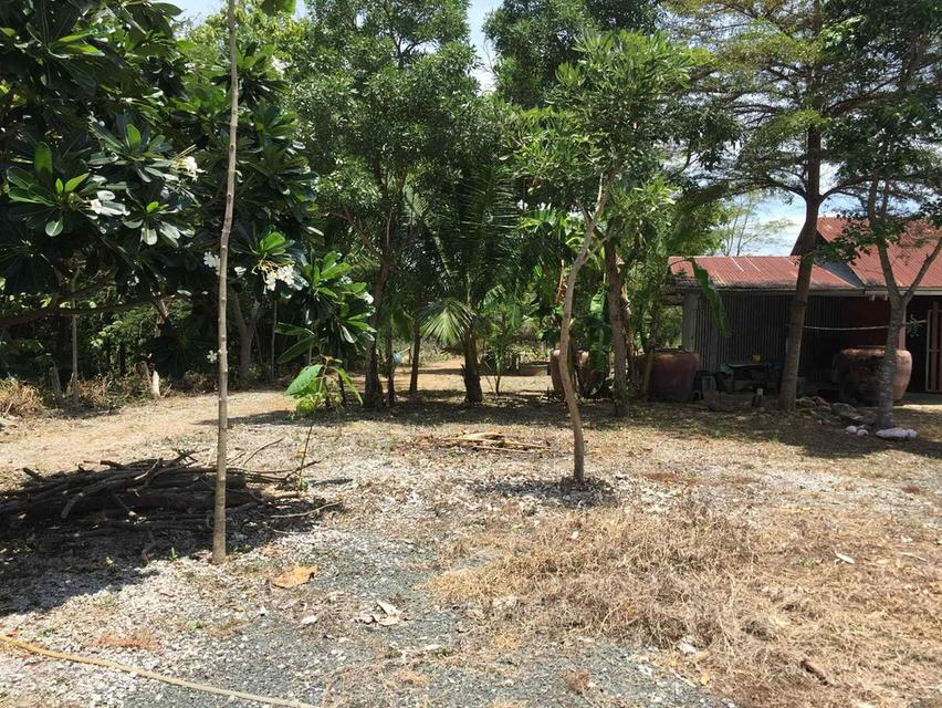 ที่ดินเพชรบูรณ์อำเภอเมือง 10