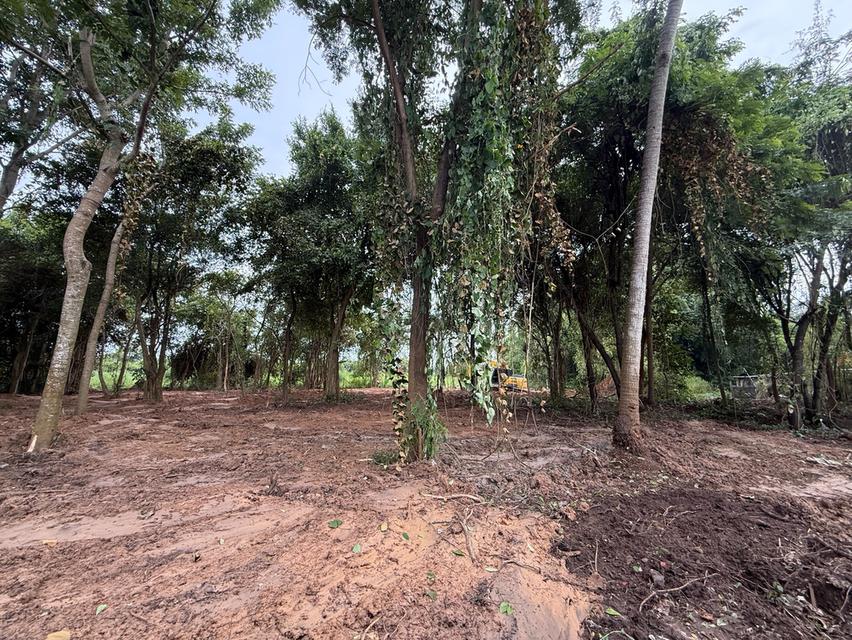 ขายที่ดิน อ.ประจันตคาม จ.ปราจีนบุรี เจ้าของขายเอง ที่ดิน 1 ไร่ 2 งาน 54.9 ตารางวา 3