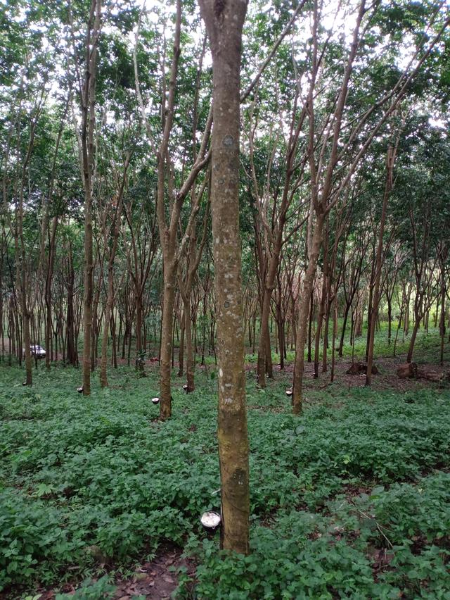ที่ดิน อ.โป่งน้ำร้อน จ.จันทบุรี 16