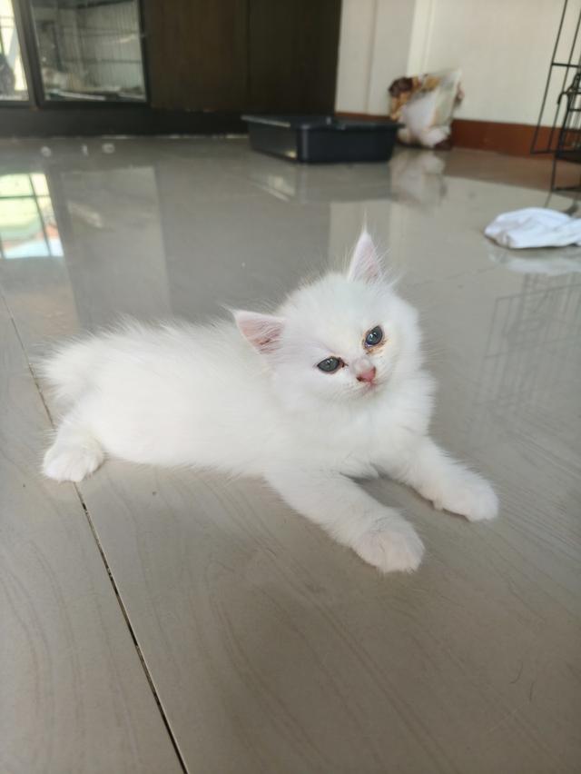 ลูกแมวเปอร์เซีย 2
