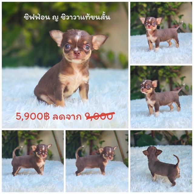 ชิวาวาแท้ขนสั้น สีช็อค เมีย