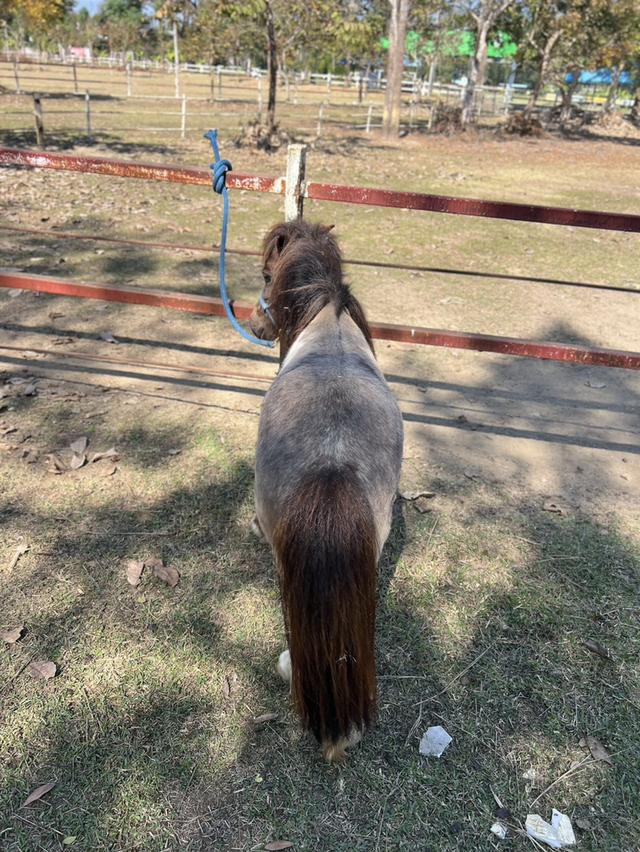 ม้าแคระ Shetland Pony รูปที่ 5