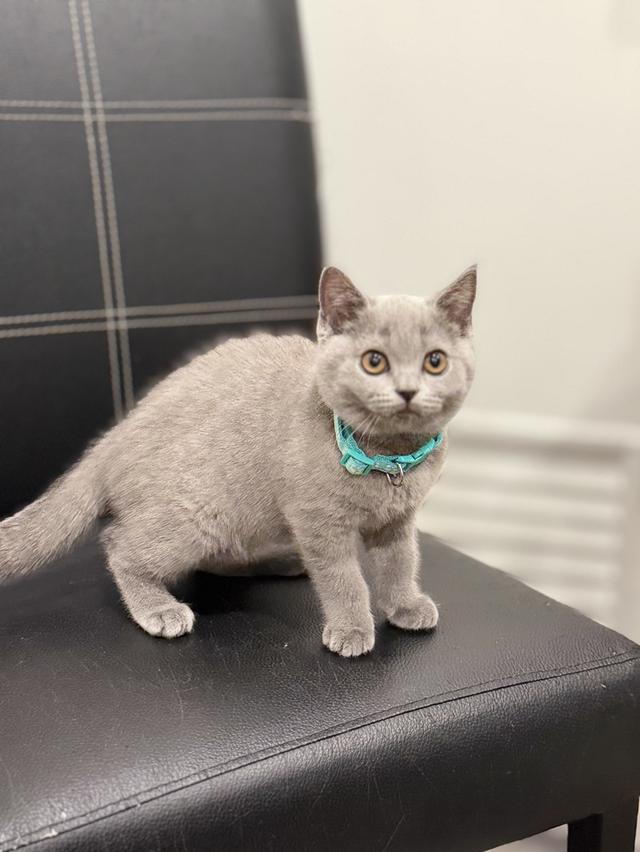 บริติช ช็อตแฮร์ สีบลู รูปที่ 3