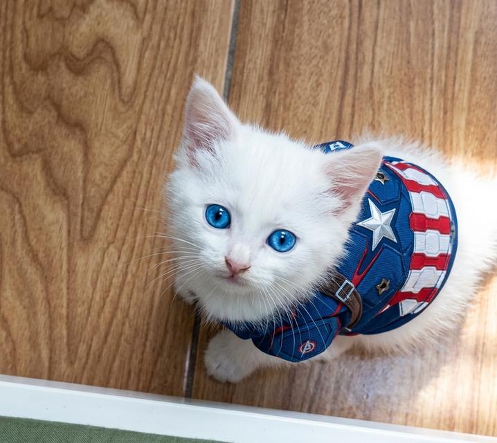 แมว scottish foldแมว scottish fold รูปที่ 3