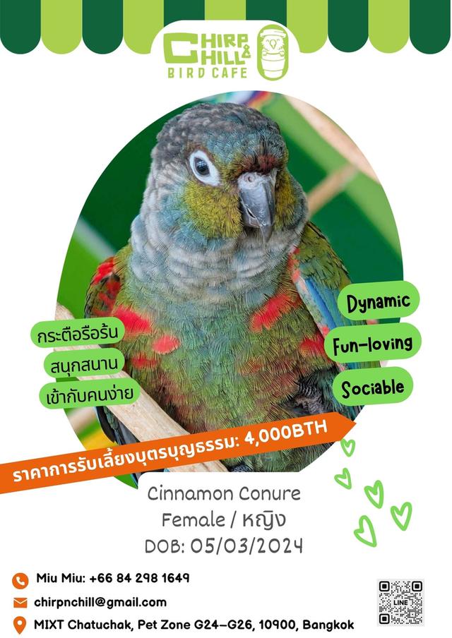 Chirp and Chill