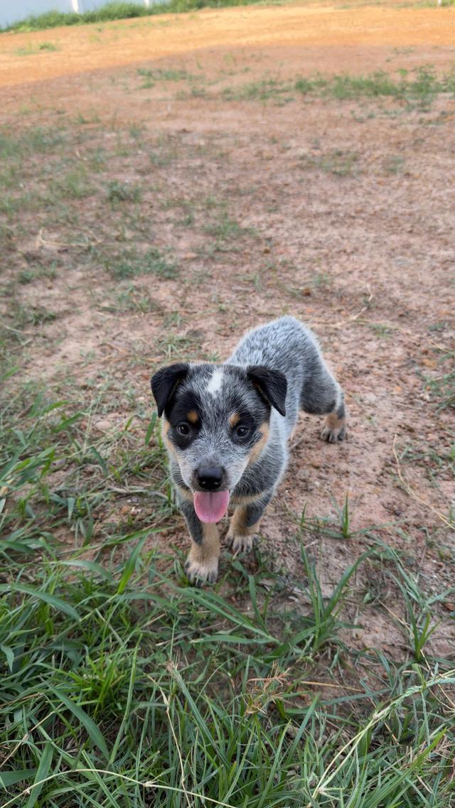 Australian Cattledog รูปย่อยที่ 4